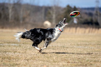 Toss and Fetch Disc League
